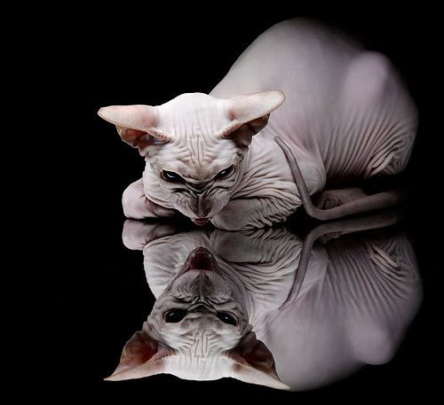 开云网页版-谷爱凌受邀加入冬奥宣传片主创团队，谷爱凌祝福北京冬奥